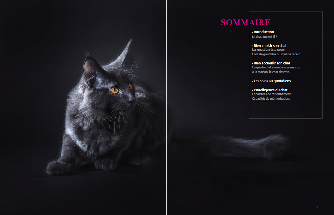 Chat noir sur une double page